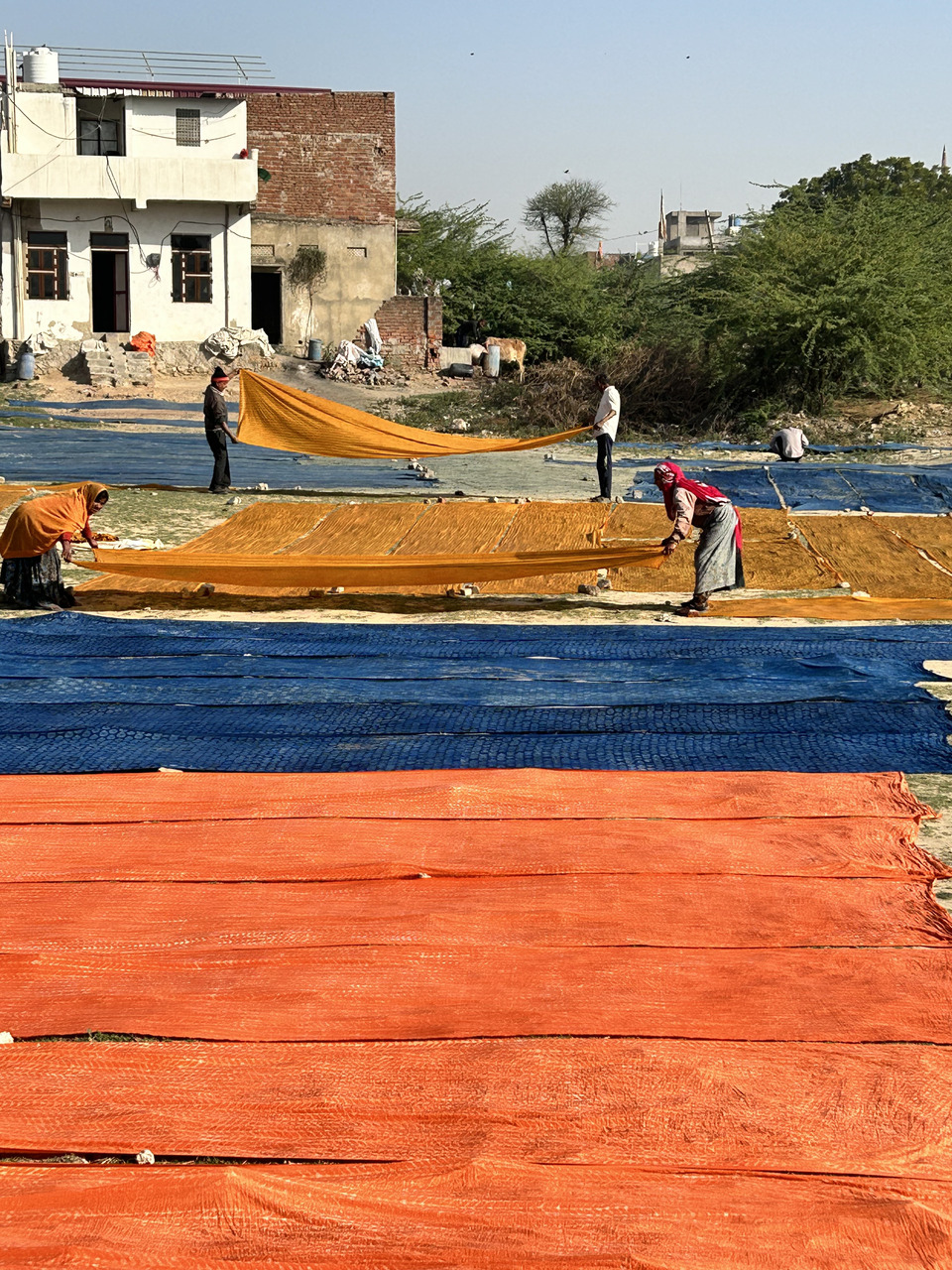The local washer person and block printers removing the dried pieces of block printed fabric laid out in the sun on the ground.