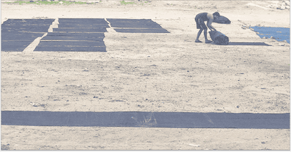 A man unrolling indigo-dyed fabric on a field to dry